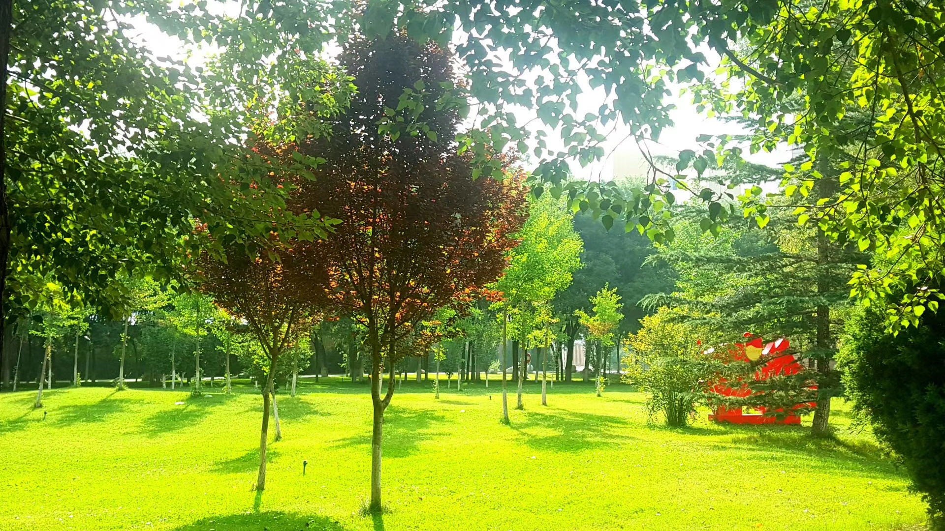 夏天的校园一隅